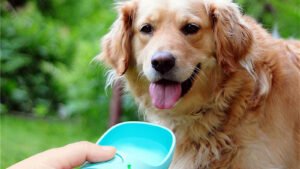 Pet Water Cup Outdoor Portable Water Bottle