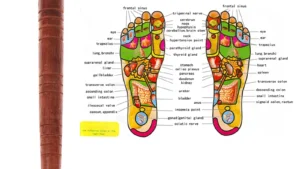 Wooden Foot Spa Physiotherapy Reflexology Thai Foot Massage Health Chart Free Massage Stick Tool
